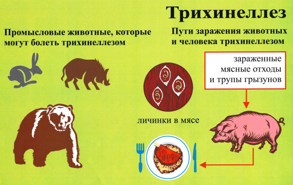 Южное межрегиональное управление Россельхознадзора | Опасный трихинеллёз. Что важно помнить?